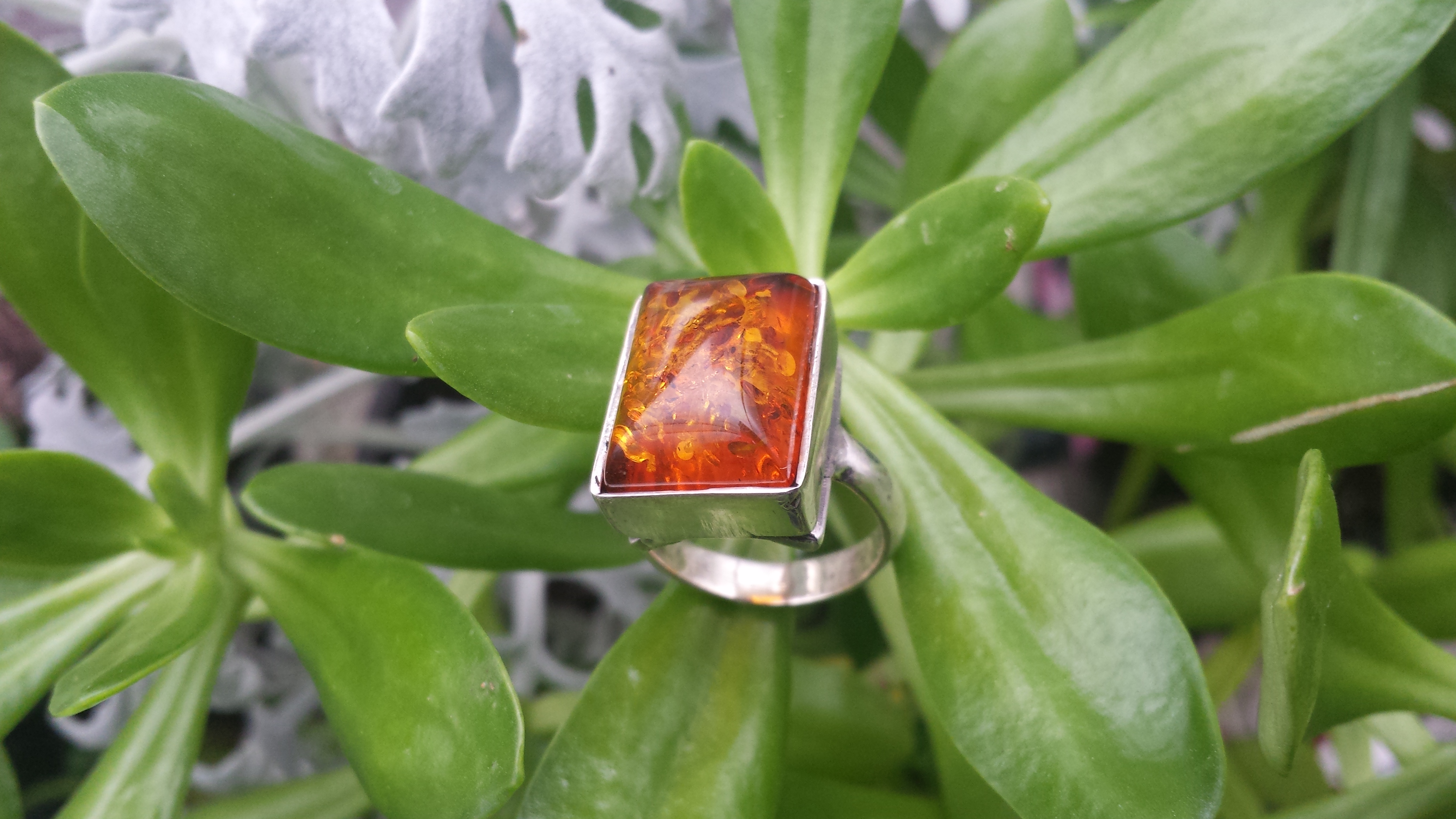 HONEY AMBER RING & SOLID 925 STERLING SILVER SIZE 7  9 G